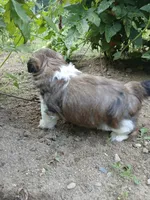 Buck, a male Shihpoo for sale in Bethlehem, NH – 6 of 10