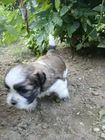 Buck, a male Shihpoo for sale in Bethlehem, NH – 5 of 10