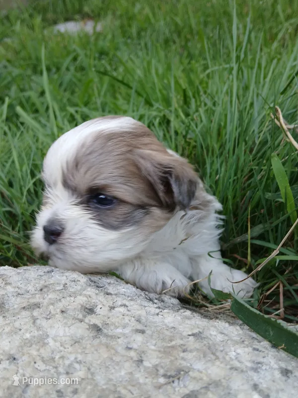 Archie – Shihpoo puppy for sale in Bethlehem, NH