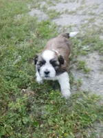 Buck, a male Shihpoo for sale in Bethlehem, NH – 4 of 10