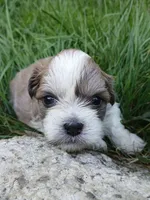Buck, a male Shihpoo for sale in Bethlehem, NH – 3 of 10