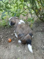 Buck, a male Shihpoo for sale in Bethlehem, NH – 7 of 10