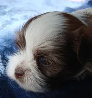 Happy girl, a female Shihpoo for sale in Bethlehem, NH – 2 of 2