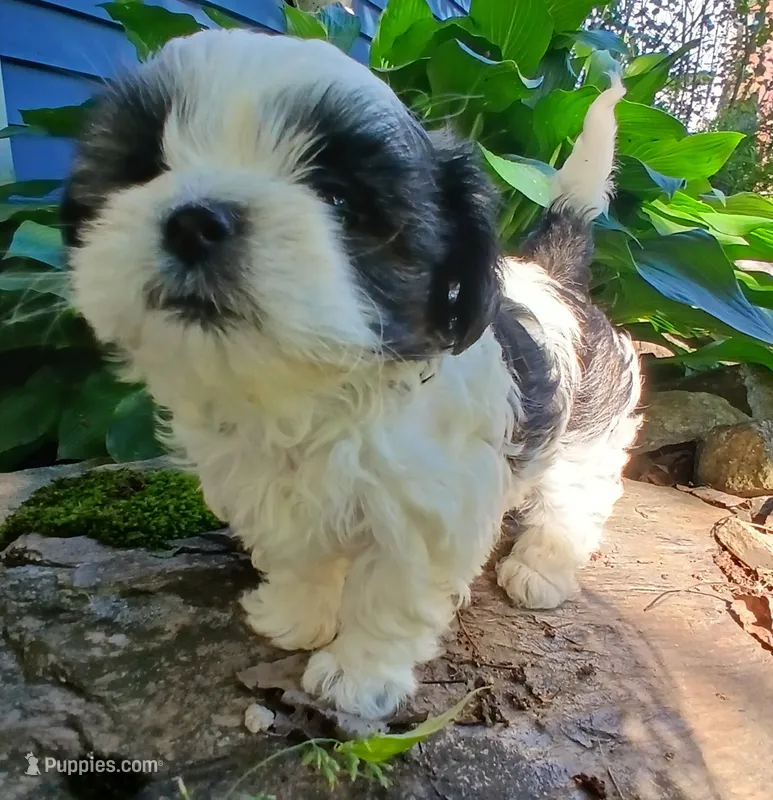 Happy girl – Shihpoo puppy for sale in Bethlehem, NH