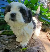 Happy girl, a female Shihpoo for sale in Bethlehem, NH – 1 of 2