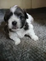 Violet, a female Shihpoo for sale in Bethlehem, NH – 2 of 2