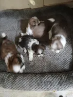 Buck, a male Shihpoo for sale in Bethlehem, NH – 2 of 10