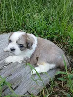 Archie, a male Shihpoo for sale in Bethlehem, NH – 4 of 4