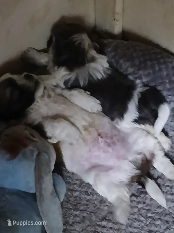 Violet – Shihpoo puppy for sale in Bethlehem, NH