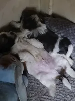 Violet, a female Shihpoo for sale in Bethlehem, NH – 1 of 2