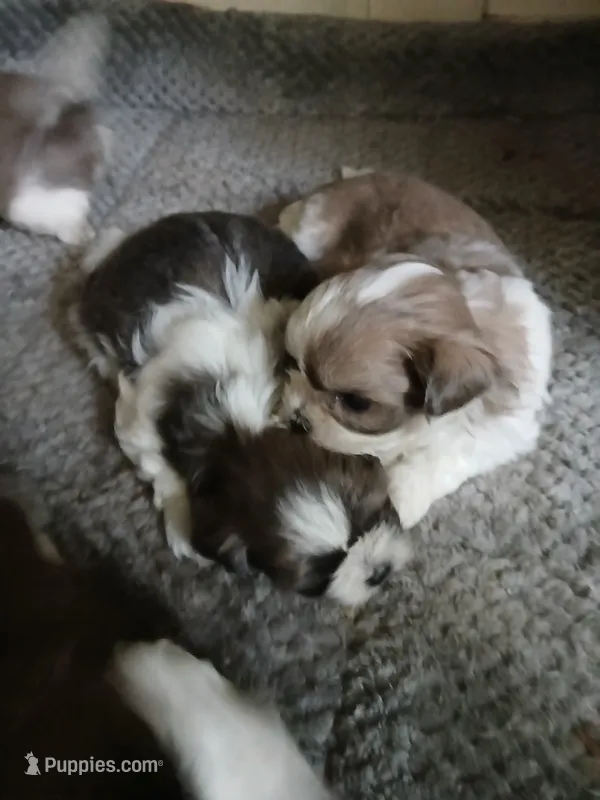 Maple – Shihpoo puppy for sale in Bethlehem, NH