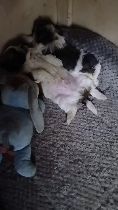 Buck, a male Shihpoo for sale in Bethlehem, NH – 10 of 10