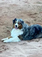 Mario, a male Australian Shepherd for sale in Oconee, GA – 3 of 10