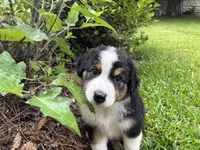 Rose, a female Australian Shepherd for sale in Oconee, GA – 2 of 5