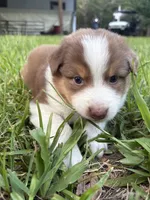 Mario, a male Australian Shepherd for sale in Oconee, GA – 7 of 10