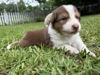 Mario, a male Australian Shepherd for sale in Oconee, GA – 2 of 10