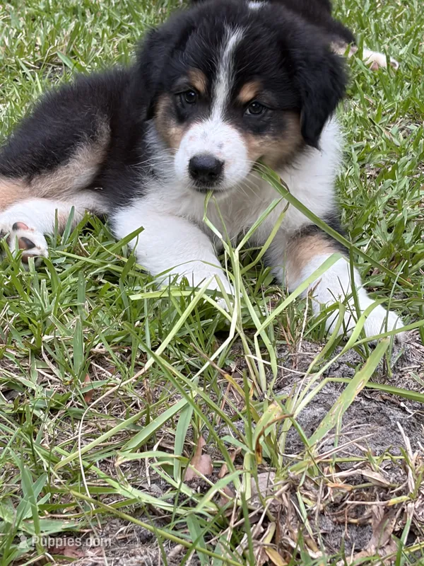 Luigi – Australian Shepherd puppy for sale in Oconee, GA