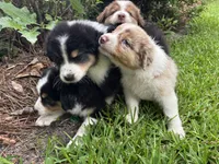 Luigi, a male Australian Shepherd for sale in Oconee, GA – 2 of 5