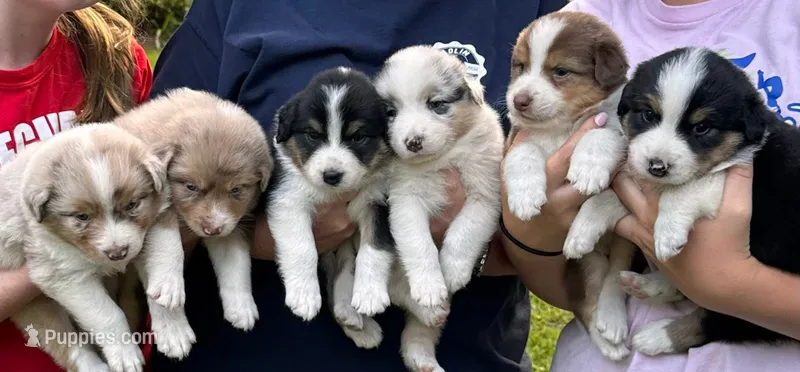 Daisy – Australian Shepherd puppy for sale in Oconee, GA