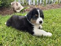 Luigi, a male Australian Shepherd for sale in Oconee, GA – 3 of 5