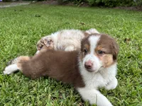 Mario, a male Australian Shepherd for sale in Oconee, GA – 1 of 10