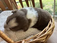 Mario, a male Australian Shepherd for sale in Oconee, GA – 9 of 10