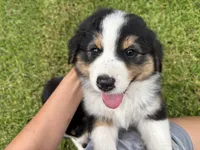 Rose, a female Australian Shepherd for sale in Oconee, GA – 5 of 5