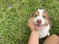 Mario, a male Australian Shepherd for sale in Oconee, GA – 6 of 10