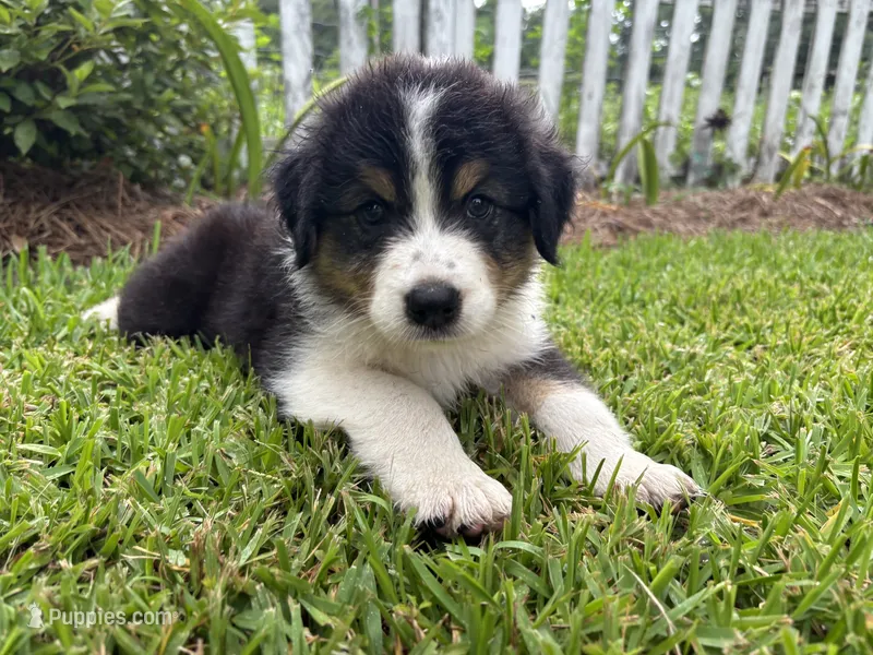 Luigi – Australian Shepherd puppy for sale in Oconee, GA