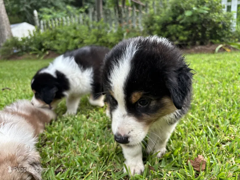 Rose – Australian Shepherd puppy for sale in Oconee, GA