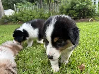 Rose, a female Australian Shepherd for sale in Oconee, GA – 1 of 5