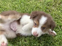 Mario, a male Australian Shepherd for sale in Oconee, GA – 8 of 10