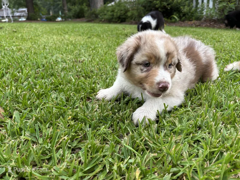 Bowzer – Australian Shepherd puppy for sale in Oconee, GA