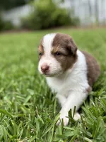 Mario, a male Australian Shepherd for sale in Oconee, GA – 5 of 10