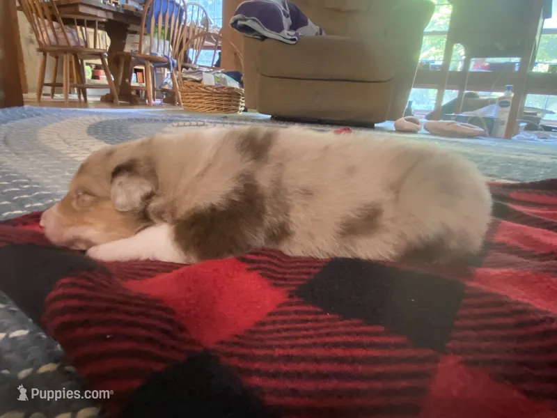 Bowzer – Australian Shepherd puppy for sale in Oconee, GA