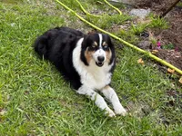 Mario, a male Australian Shepherd for sale in Oconee, GA – 4 of 10