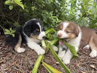 Luigi, a male Australian Shepherd for sale in Oconee, GA – 4 of 5
