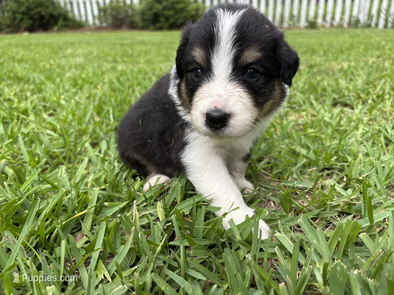 Luigi – Australian Shepherd puppy for sale in Oconee, GA