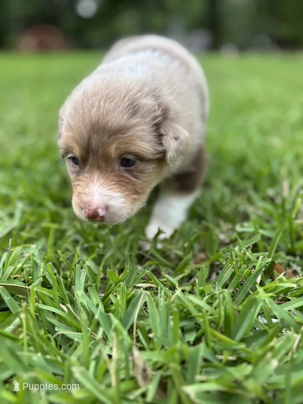Peach – Australian Shepherd puppy for sale in Oconee, GA