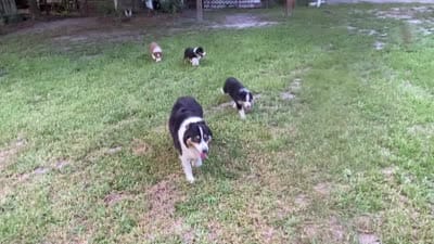 Luigi, a male Australian Shepherd for sale in Oconee, GA – 5 of 5