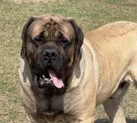 Joe, a male English Mastiff for sale in Rochester, IN – Photo 10 of 10