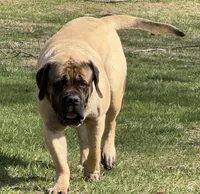 Joe, a male English Mastiff for sale in Rochester, IN – Photo 7 of 10