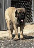 Joe, a male English Mastiff for sale in Rochester, IN – Photo 3 of 10