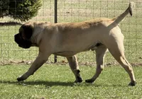 Joe, a male English Mastiff for sale in Rochester, IN – Photo 5 of 10