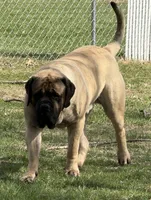 Joe, a male English Mastiff for sale in Rochester, IN – Photo 2 of 10