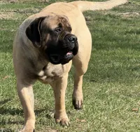 Joe, a male English Mastiff for sale in Rochester, IN – Photo 8 of 10