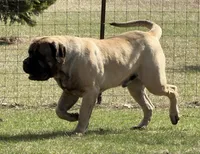 Joe, a male English Mastiff for sale in Rochester, IN – Photo 4 of 10