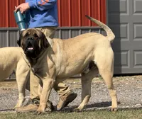 Joe, a male English Mastiff for sale in Rochester, IN – Photo 6 of 10
