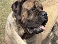 Joe, a male English Mastiff for sale in Rochester, IN – Photo 9 of 10