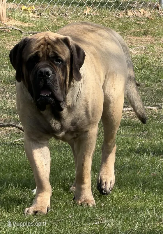 Joe – English Mastiff puppy for sale in Rochester, IN